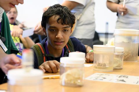 A young boy looks at animal brains in jars