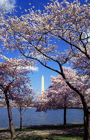 Washington D.C. Tidal Basin cherry trees, USDA photo by Scott Bauer 