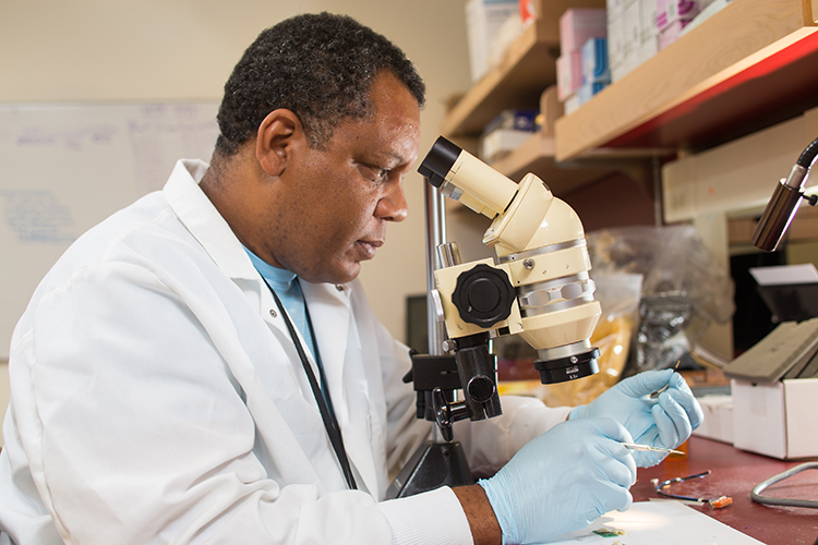 Research Experience for Veterans participant, Kevin Glymph, looking through a microscope in the lab of CSNE member, Steve Perlmutter